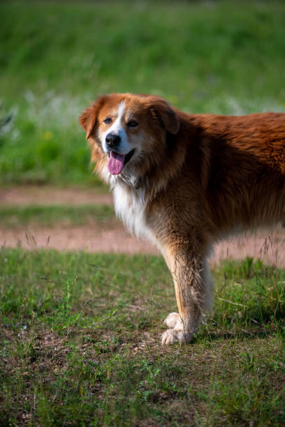 istock A large red-and-white dog stands open-mouthed on a green corner 1254975429