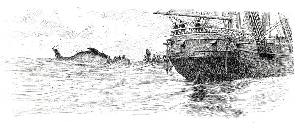 Sailing ship during whale hunting Illustration from 19th century whaling stock illustrations