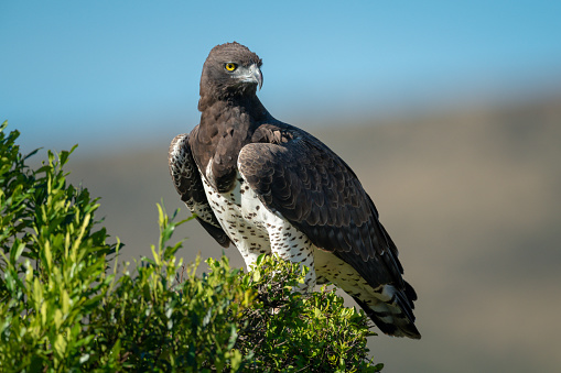Martial eagle perches in bush turning head