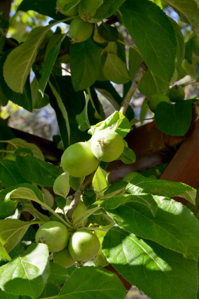 istock raw apples in the garden 1254977258