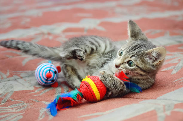 istock Cute gray kitten playing with toys. 1254977266