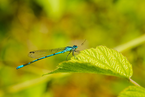 A small blue dragonfly on a green leaf