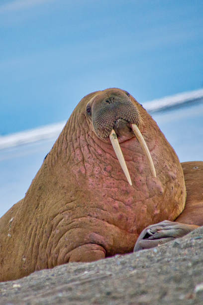 istock Resting Walrus on the Beach, Arctic, Norway 1254978027