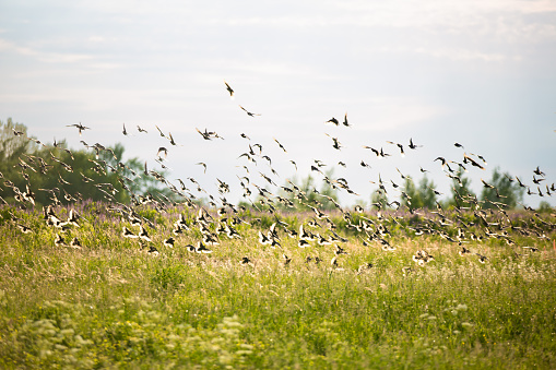 A flock of small songbirds soars over a field of flowers