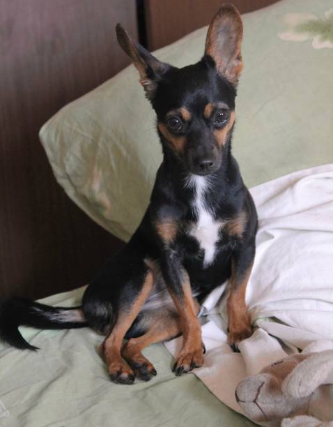 istock toy terrier dog sitting on the bed 1254979676