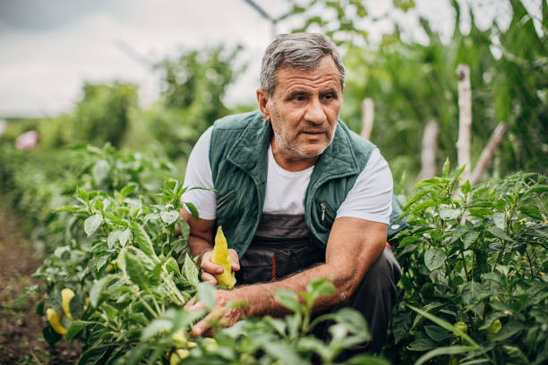 istock The farmer picks fresh peppers 1254980073