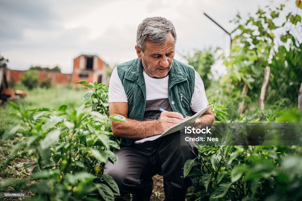 Growing white peppers, growth inspection Agriculture Stock Photo