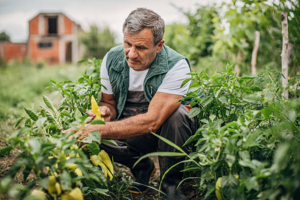 istock The farmer picks fresh peppers 1254980601