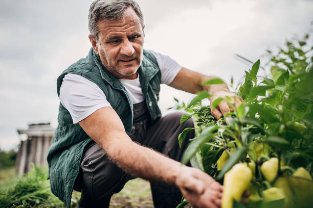 The farmer picks fresh peppers