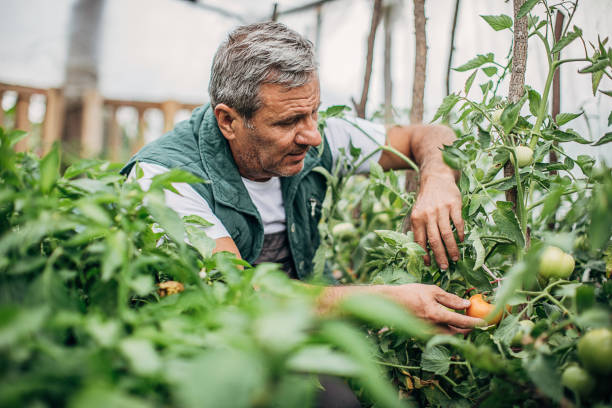 istock Tomato harvest in a greenhouse 1254980624