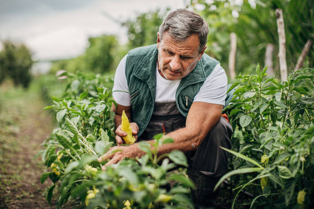 istock The farmer picks fresh peppers 1254980761