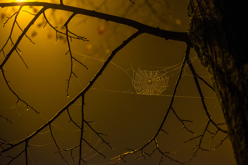 Spider web at sunrise in meadow