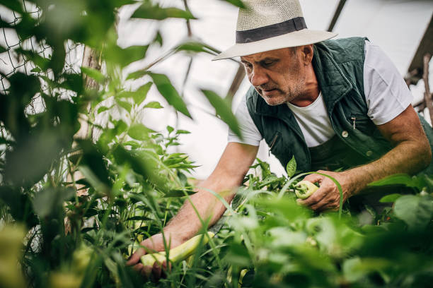 istock Harvesting vegetables in a greenhouse 1254980932