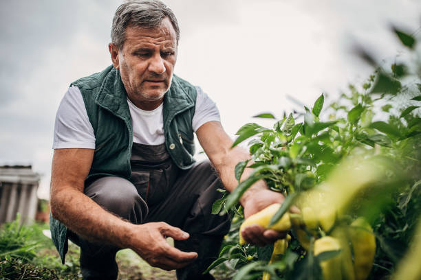 istock The farmer picks fresh peppers 1254980983