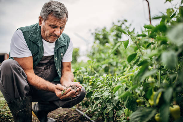 istock Growing white peppers, soil inspection 1254980993