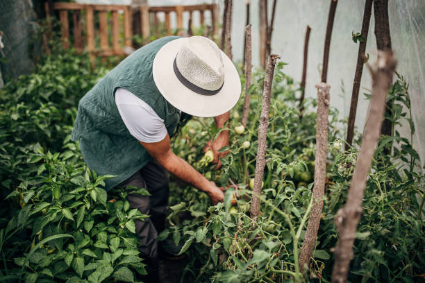 istock Harvesting vegetables in a greenhouse 1254981033
