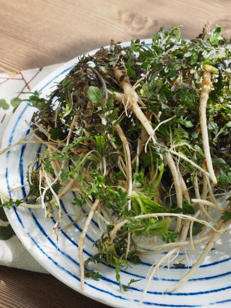 istock Korean food ingredients Capsella bursa-pastoris, Shepherd's purse 1254981373