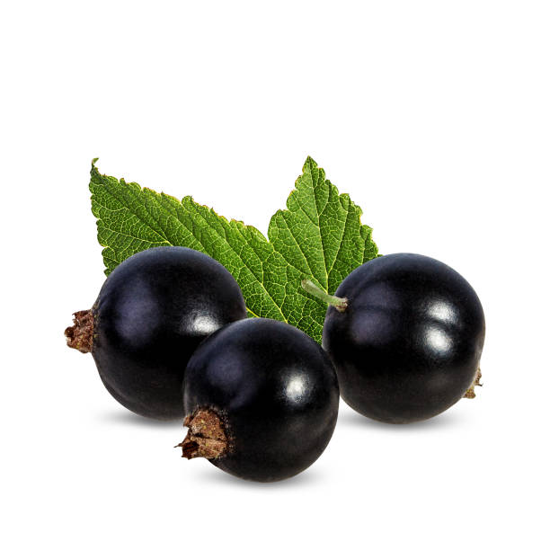 istock Black currants with leaves isolated on white background with clipping path 1254982627