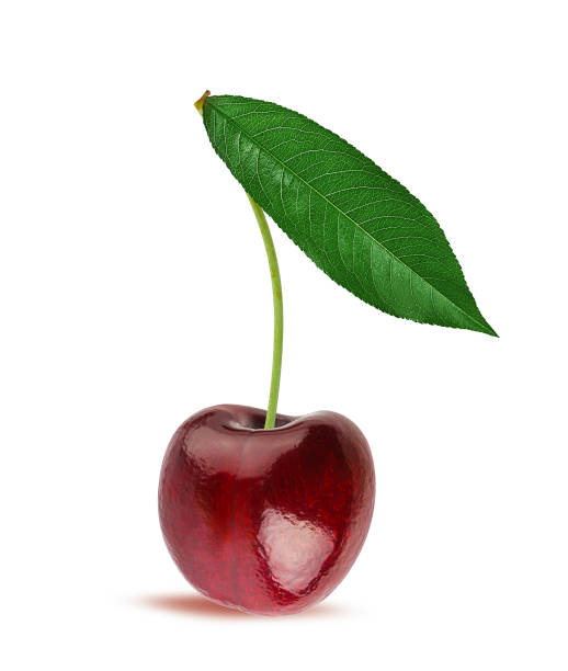istock Cherries with leaf isolated on white background with clipping path 1254982717