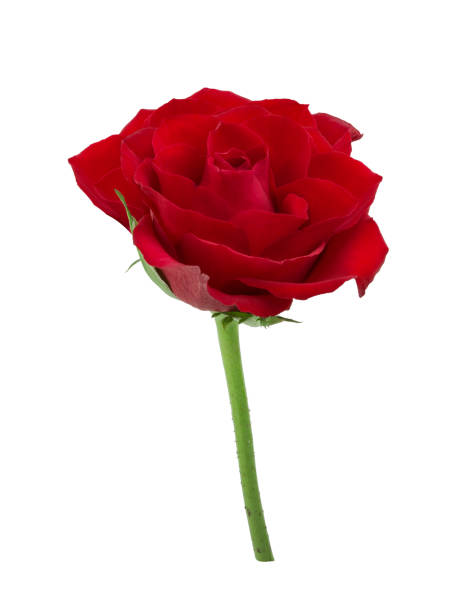 istock Beautiful rose isolated on white background with clipping path 1254982745