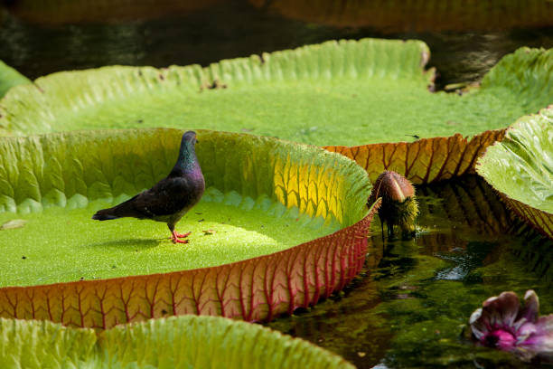 The Sir Seewoosagur Ramgoolam Botanical Garden (sometimes shortened to the SSR Botanical Garden), commonly known as the Pamplemousses Botanical Garden, is a popular tourist attraction in Pamplemousses, near Port Louis, Mauritius, and the oldest botanical garden in the Southern Hemisphere. Famous for its long pond of giant water lilies (Victoria amazonica), the garden was first constructed by Pierre Poivre (1719 – 1786) in 1770, and it covers an area of around 37 hectares (91 acres).[1]
