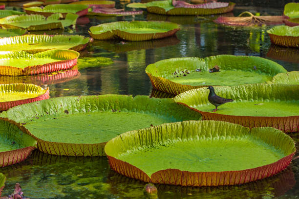 istock A pigeon on Giant Water Lily pads 1254982785