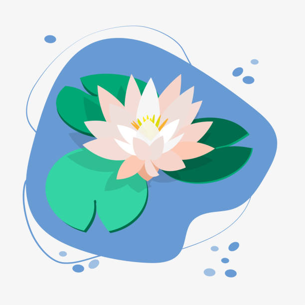 blume und blätter von lotus, seerosen, weißwasserlilie. grüne blätter, rosa blume, blaues wasser. vektor-illustration für design botanische sammlung. - white water lily stock-grafiken, -clipart, -cartoons und -symbole