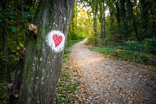 Beautiful hiking trail in the mountain forest with a hiking mark on the tree