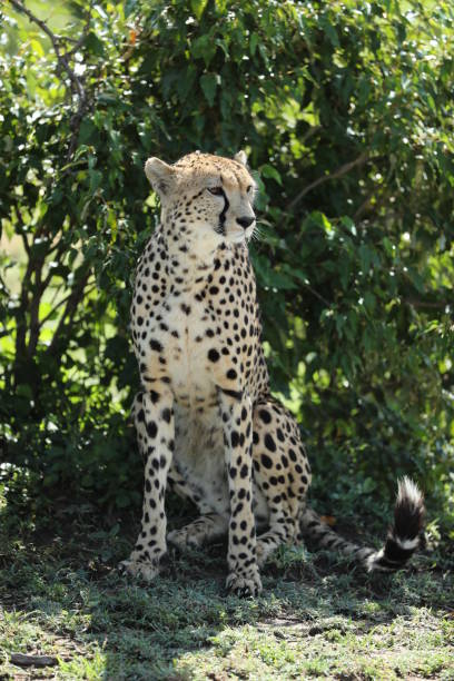 istock cheetah in savannah in kenya 1254983615