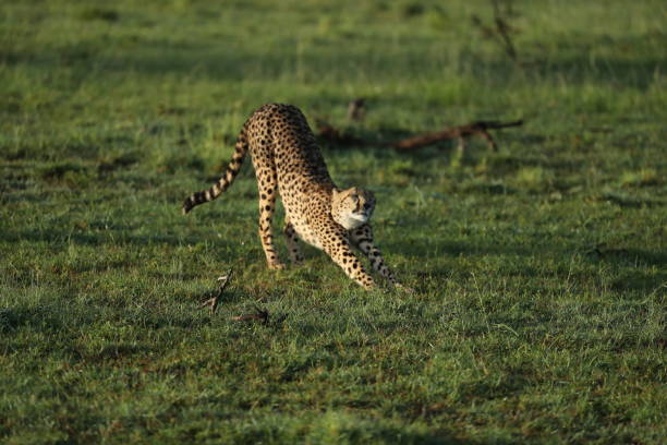 istock cheetah in savannah in kenya 1254983693
