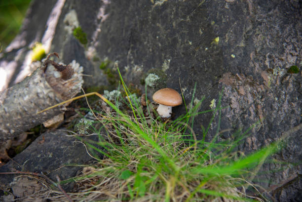 istock Mushroom in the forest, Elbrus region 1254983780