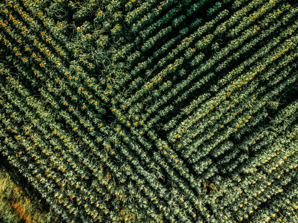 istock Abstract topdown view of sunflower field 1254983961