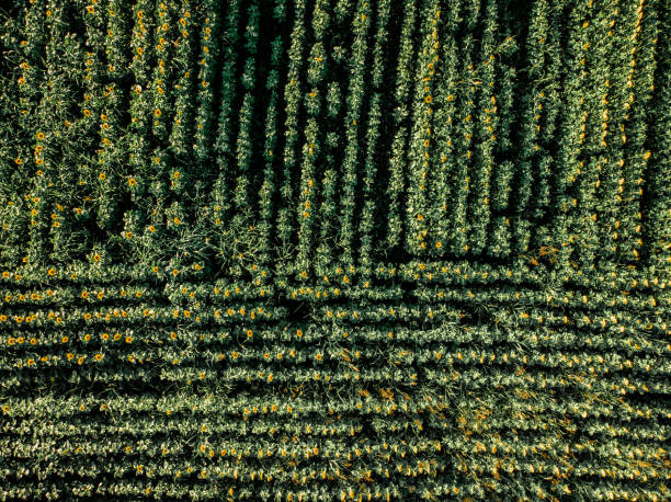 istock Abstract topdown view of sunflower field 1254983963