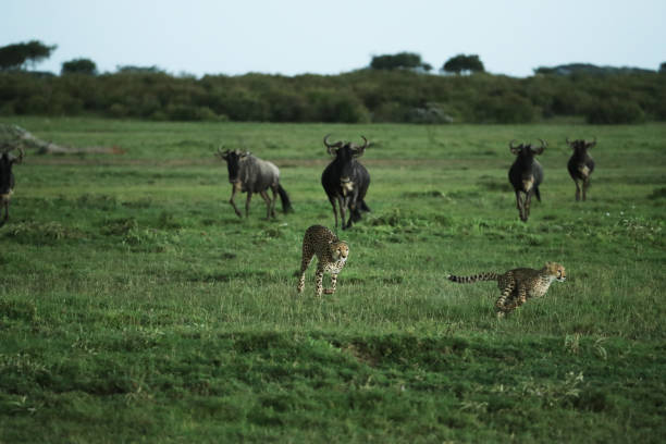 istock cheetah in savannah in kenya 1254984153
