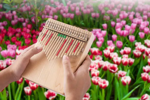 Closeup hands holding and playing wooden Kalimba ( Mbira or thumb piano ) with tulip flowers field blurred background. African musical instrument.