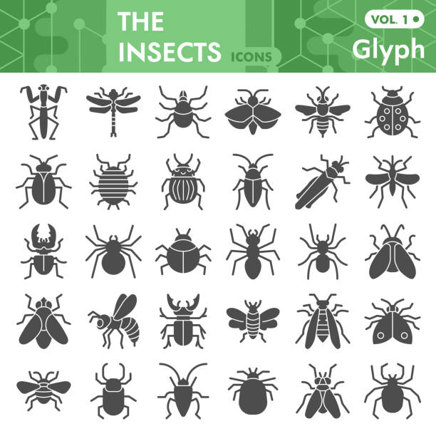 ilustrações de stock, clip art, desenhos animados e ícones de insects solid icon set, bugs, beetles, termites symbols collection or sketches. insects silhouettes glyph style signs for web and app. vector graphics isolated on white background. - inseto ilustrações