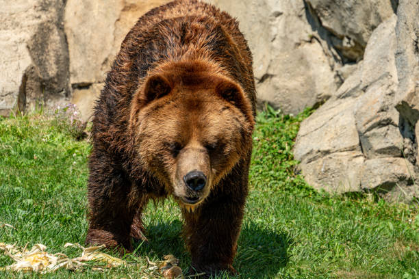 istock Hungry Bear Walking in the grass 1254985301
