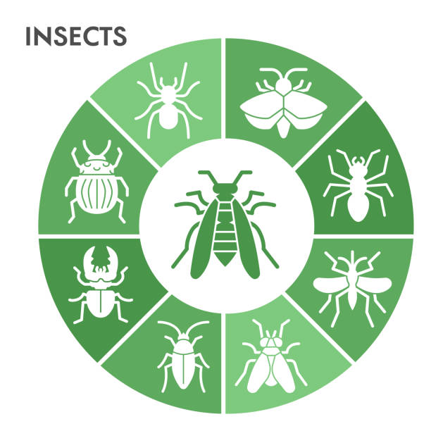 Modern Insects Infographic design template. Bugs and beetles Infographic visualization in bubble design on white background. Insects template for presentation. Creative vector illustration. Modern Insects Infographic design template. Bugs and beetles Infographic visualization in bubble design on white background. Insects template for presentation. Creative vector illustration pest stock illustrations