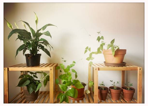 House plants and seedlings