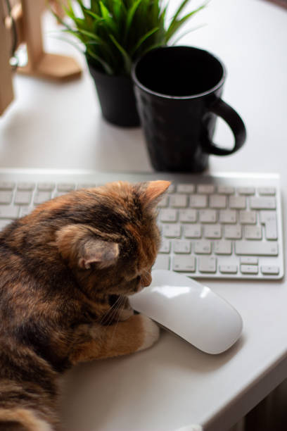 istock Cat in the home office 1254986263