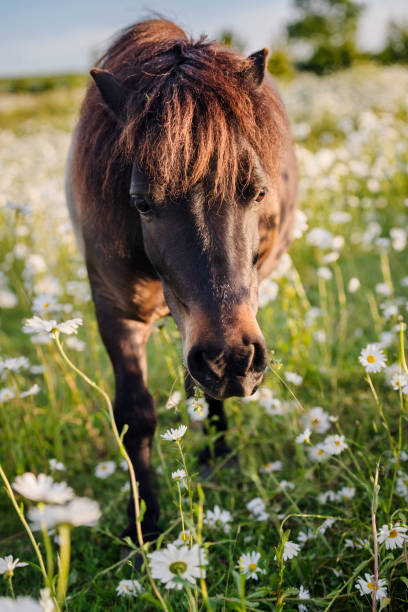 istock Icelandic horse out in her paddock 1254986730