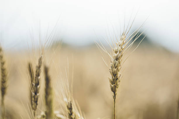 istock Yellow wheat field countryside landscape 1254987697