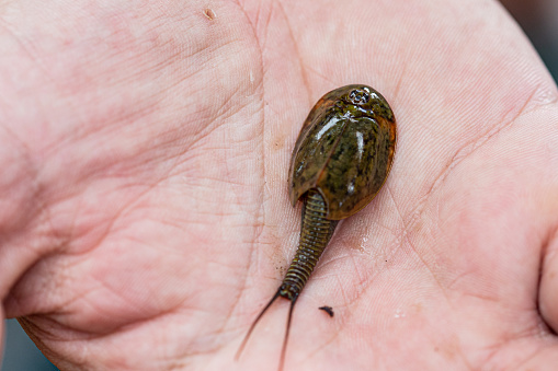 Living fossil triops granarius tiny animal resting on a white hand