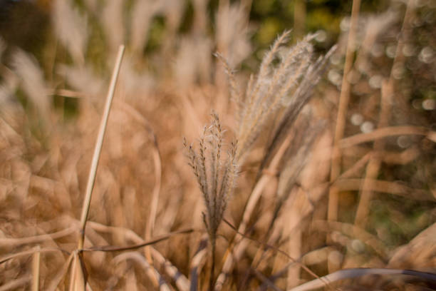 istock spikelets of wheat in a field close-up 1254988524