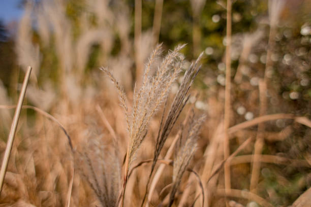 istock spikelets of wheat in a field close-up 1254988533