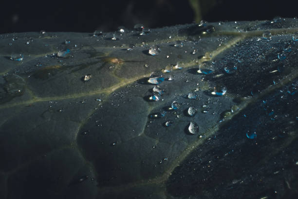 istock Drops of rain on a leaf 1254990534