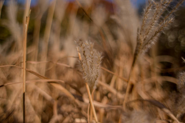 istock spikelets of wheat in a field close-up 1254990560