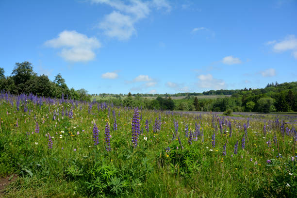 istock Landscape wit a flower meadow, trees and blue sky 1254990923