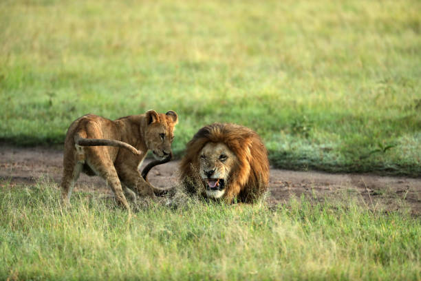 istock lion in savannah in kenya 1254992328