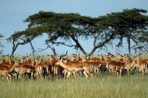 Group of impala in savannah